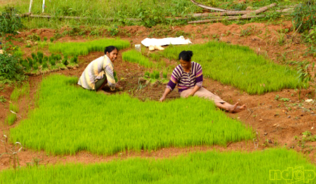 Petani di EMbung Nglanggeran 