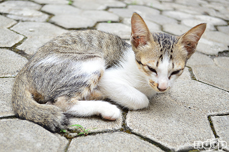 Tenang kayak kucing ini