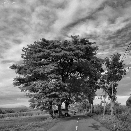 Pohon di sekitar Kuncir