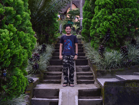 ganteng cemara roro kuning