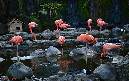 Flamingo Batu Secret Zoo