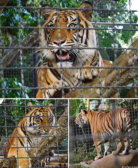 Harimau di Batu Secret Zoo