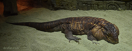 Kadal di Batu Secret Zoo