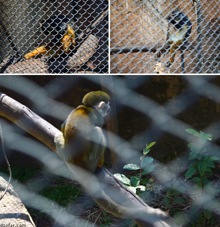 Kera di Batu Secret Zoo