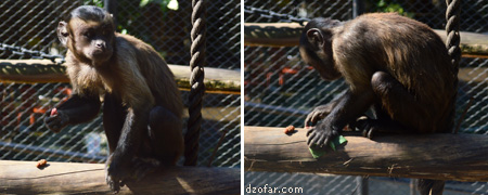 Kera lagi