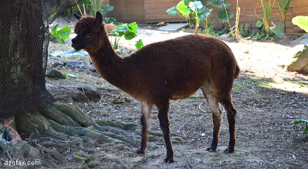 Llama lagi