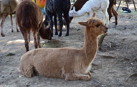 Hewan Mirip Llama di Batu Secret Zoo