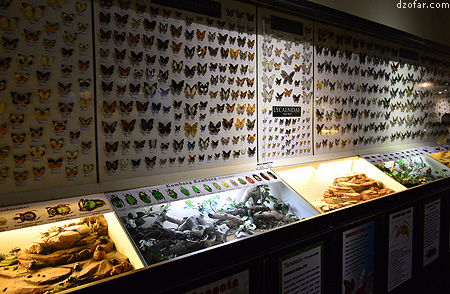 Serangga di Insectarium 