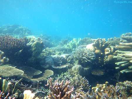 Terumbu Karang Karimun Jawa 1