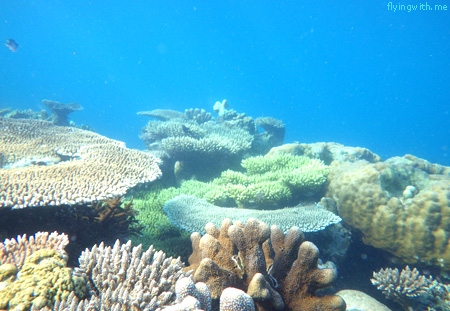 Terumbu Karang Karimun Jawa 2