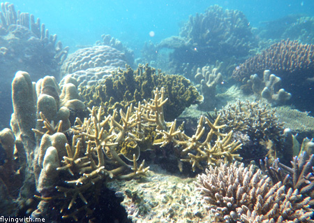 Terumbu Karang Karimun Jawa 3
