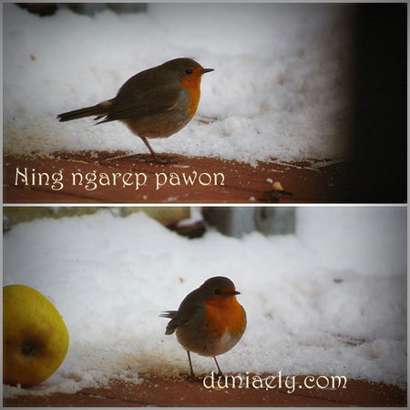 Manuk Jerman
