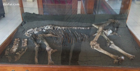 Fosil Bovidae 