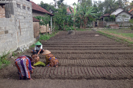 Petani di sawah