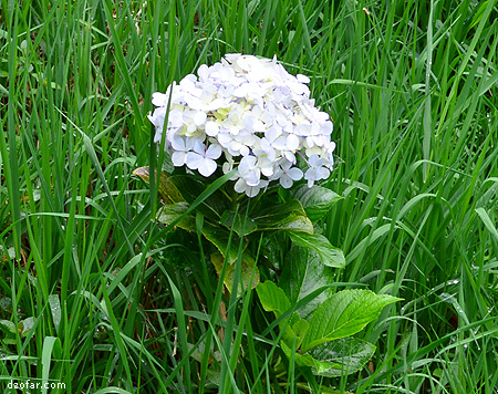 Bunga Dandelion