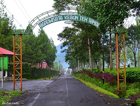 Agrowisata Kebun teh Tambi