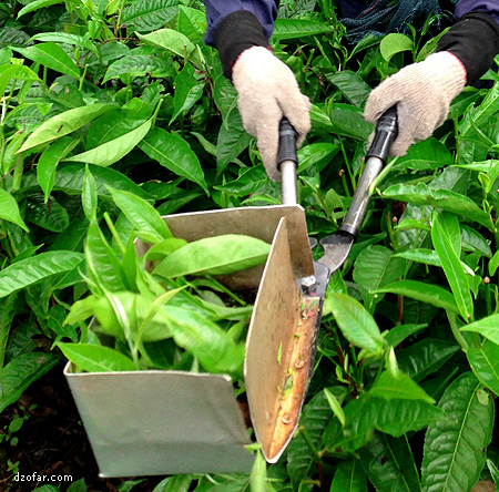 Alat pemotong pucuk daun teh