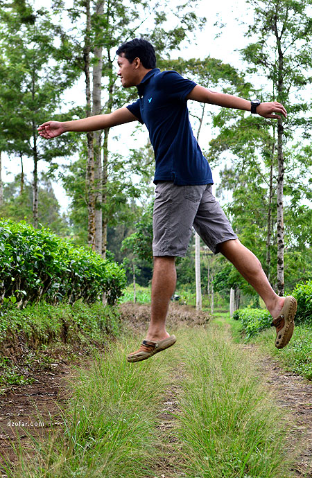 Levitasi di kebun teh Tambi