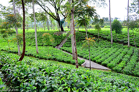 Perkebunan Teh Tambi