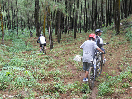 Hutan Pinus Bajulan