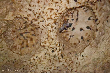 Batik karya kelelawar