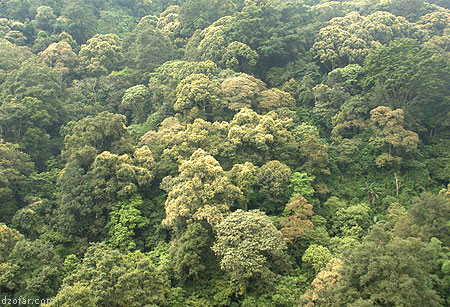 Pepohonan gunung