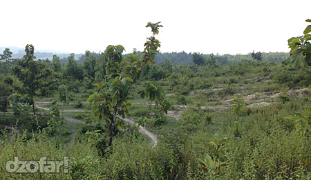 Cabang-cabang