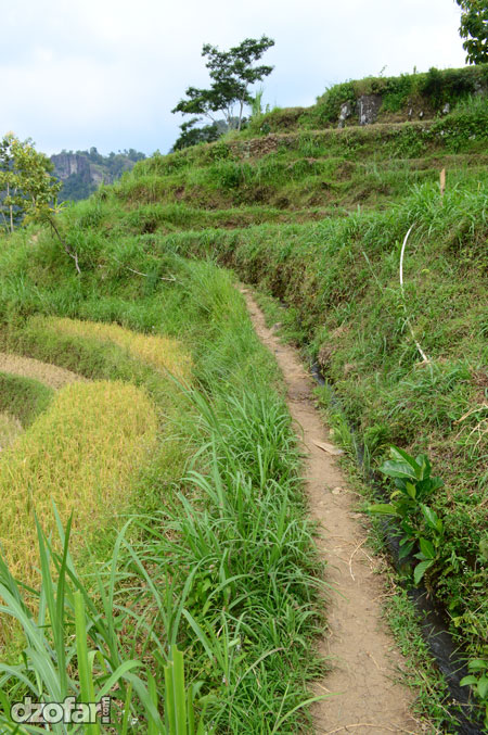 Melewati pematang sawah