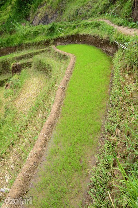 Sawah Hijau 