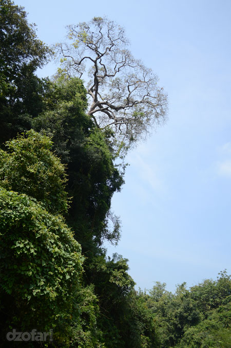 Pohon rindang nan eksotis
