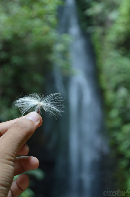 Bunga kapas selo leter