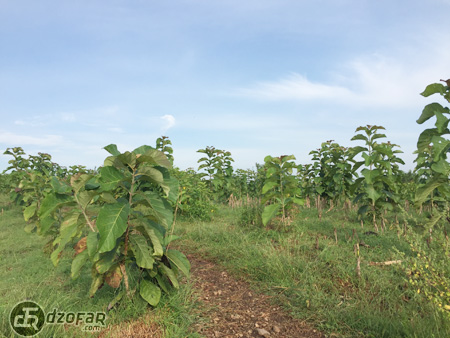 Pohon jati junior