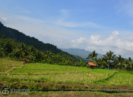 Pemandangan sawah dermaji