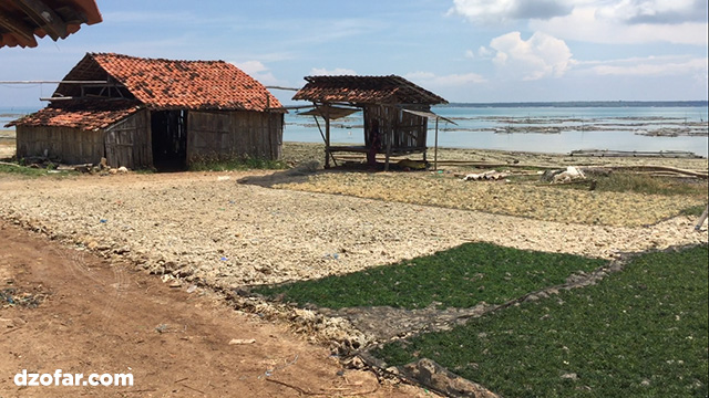 rumput laut saronggi sumenep