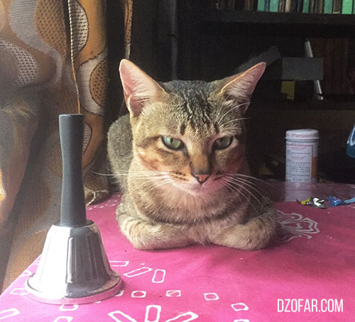 kucing penyedot energi negative
