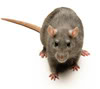 Tikus Goblog